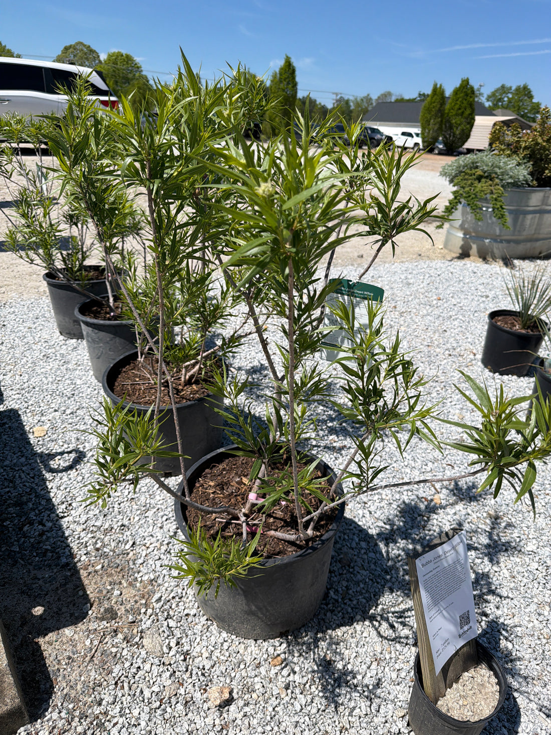 Bubba Jones Desert Willow