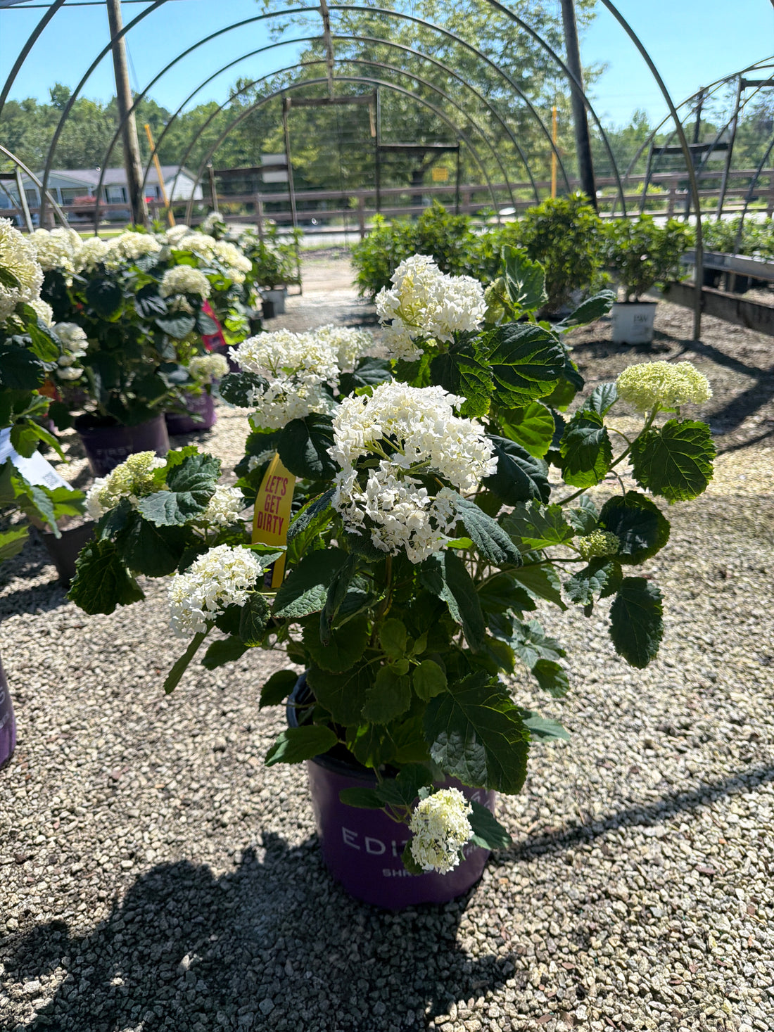 FlowerFull Hydrangea