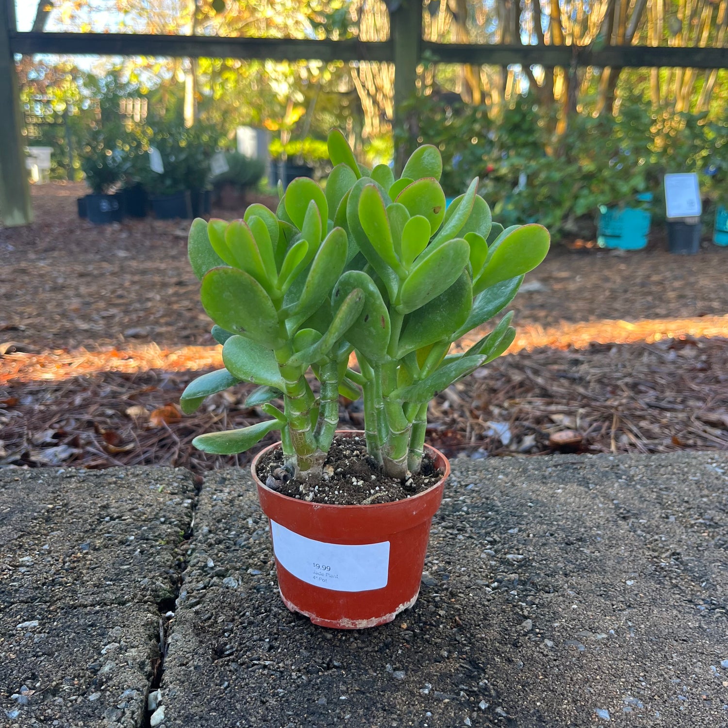 Jade Plant