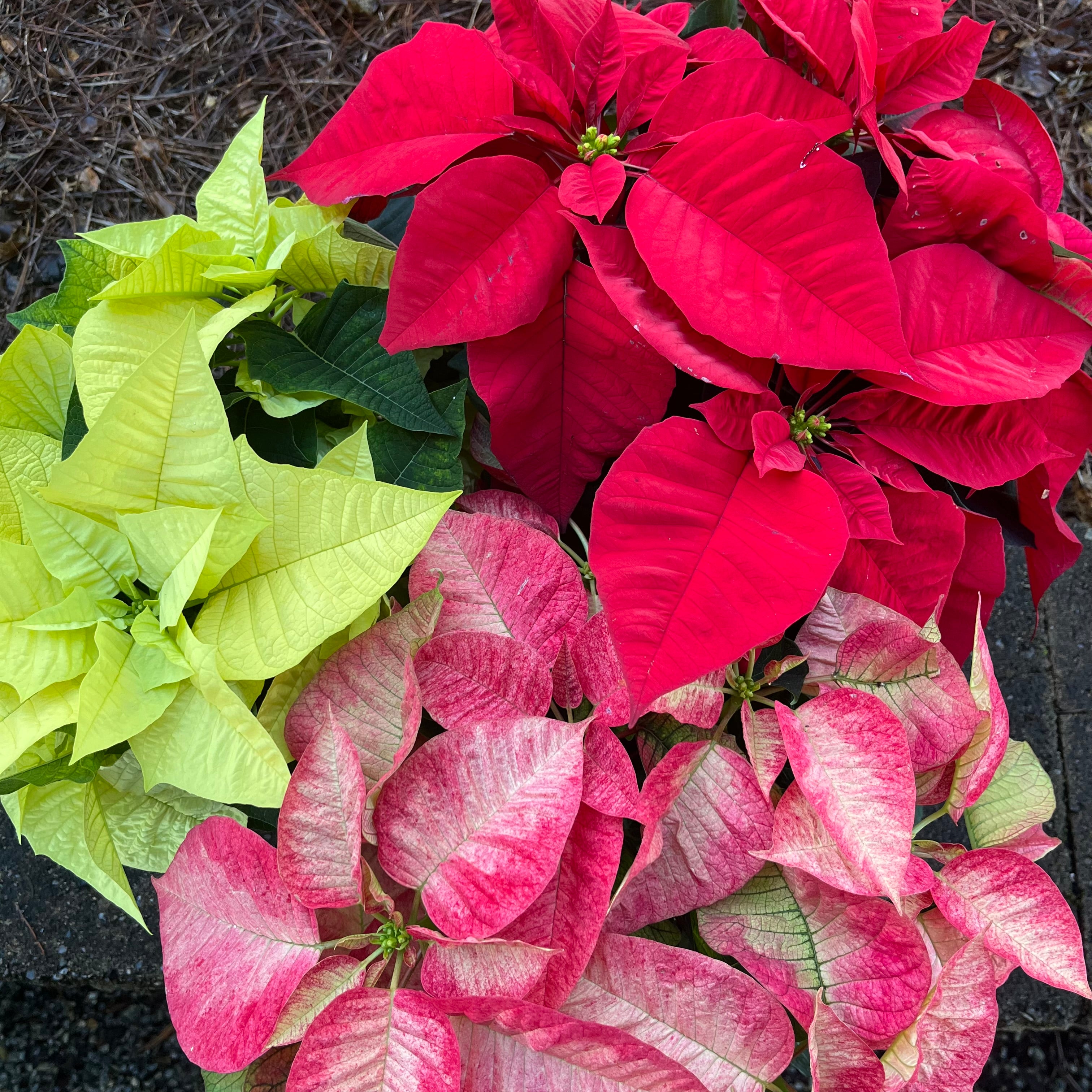 Poinsettia