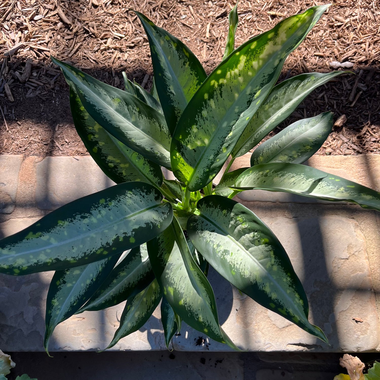 Panther Dieffenbachia