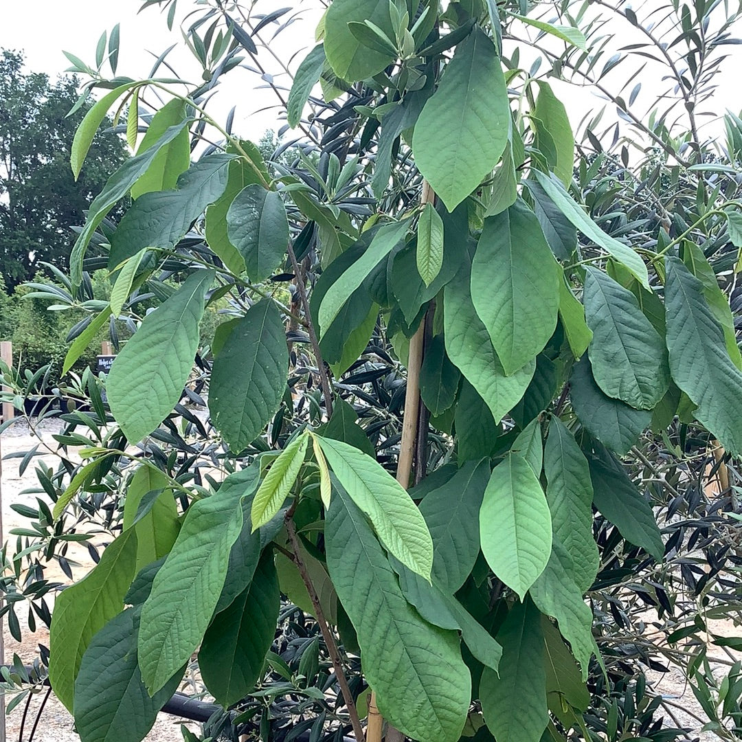 Pawpaw Tree 7 Gal