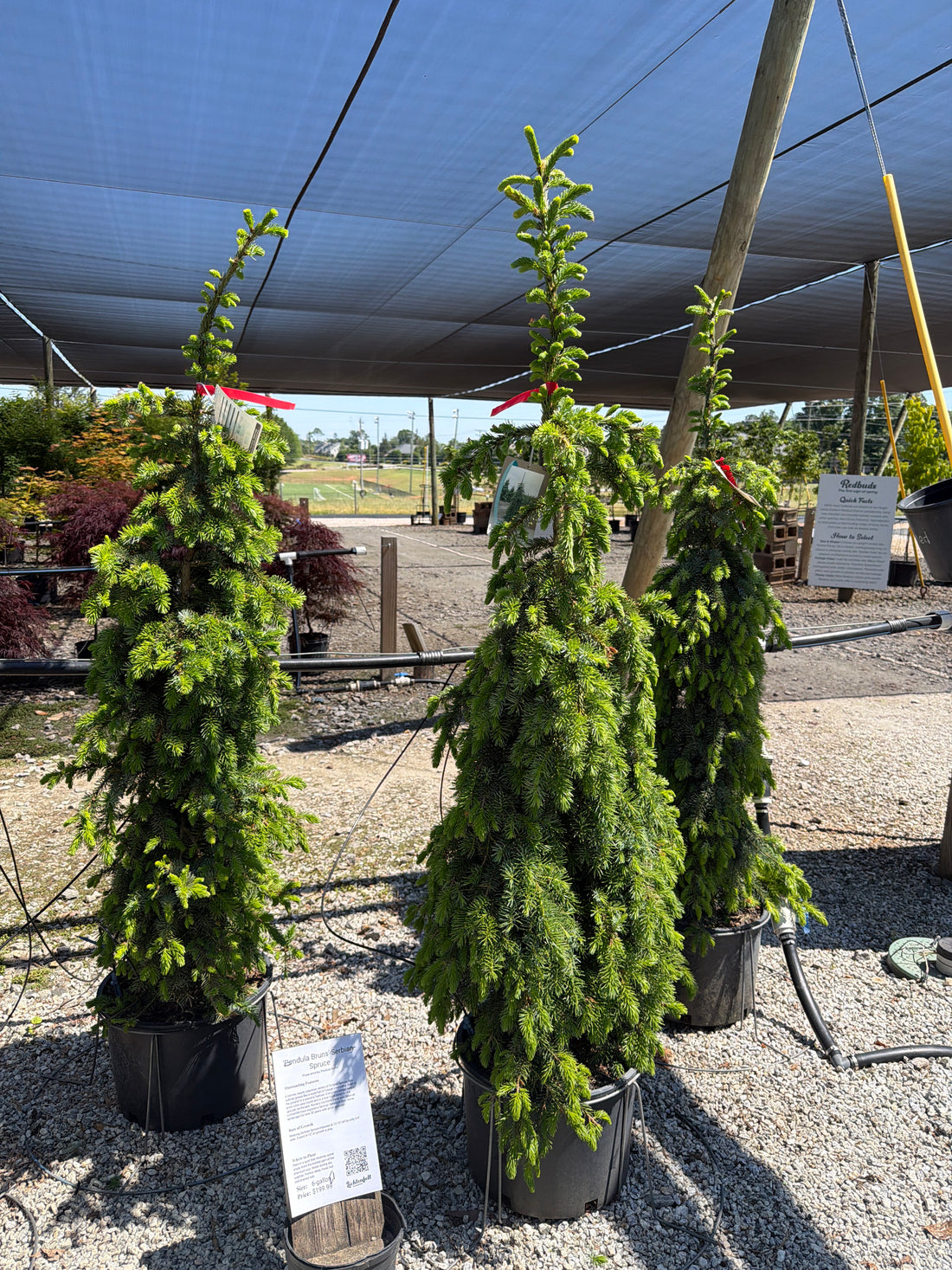 Pendula Bruns Serbian Spruce