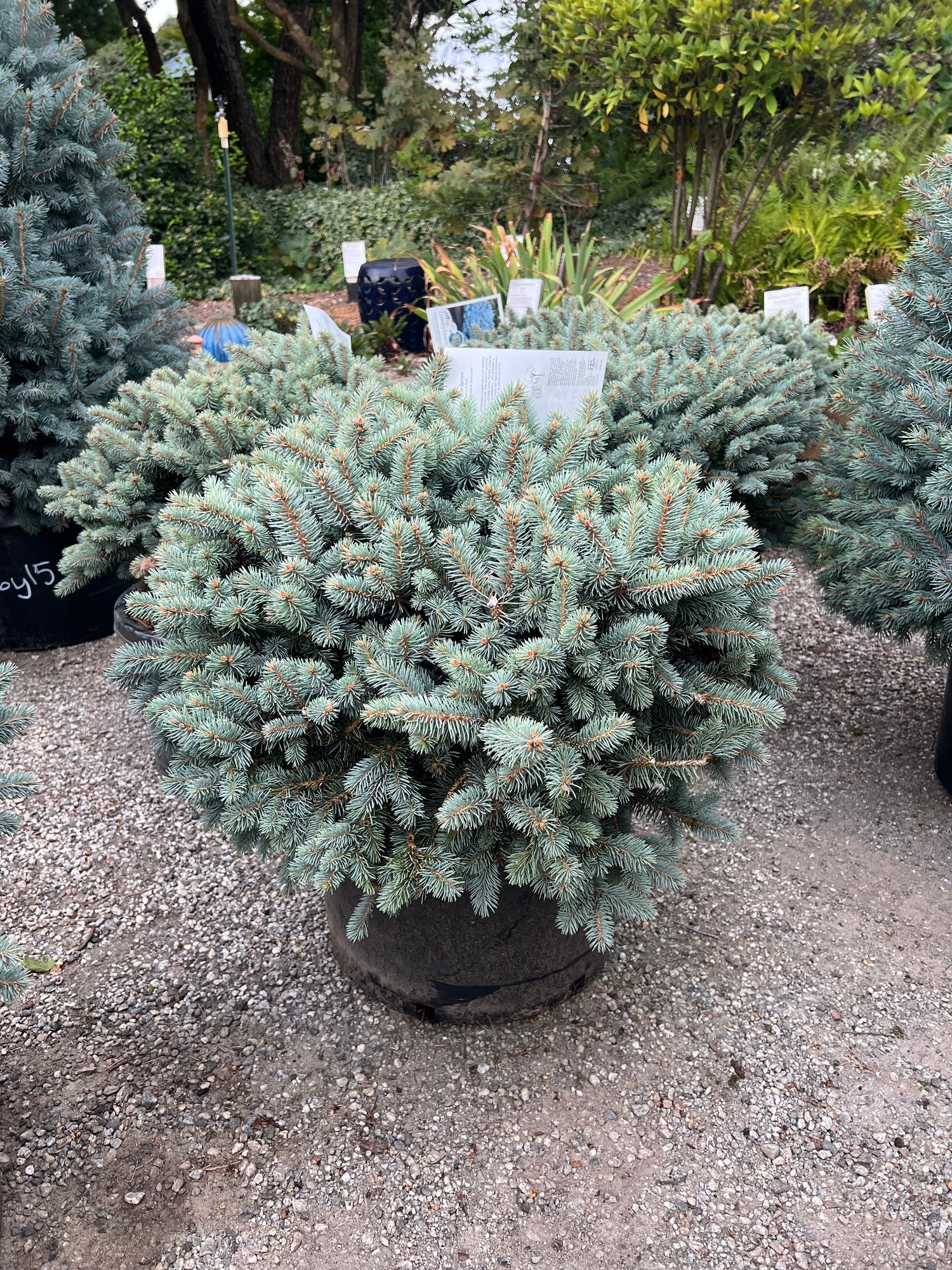 Globosa Blue Spruce