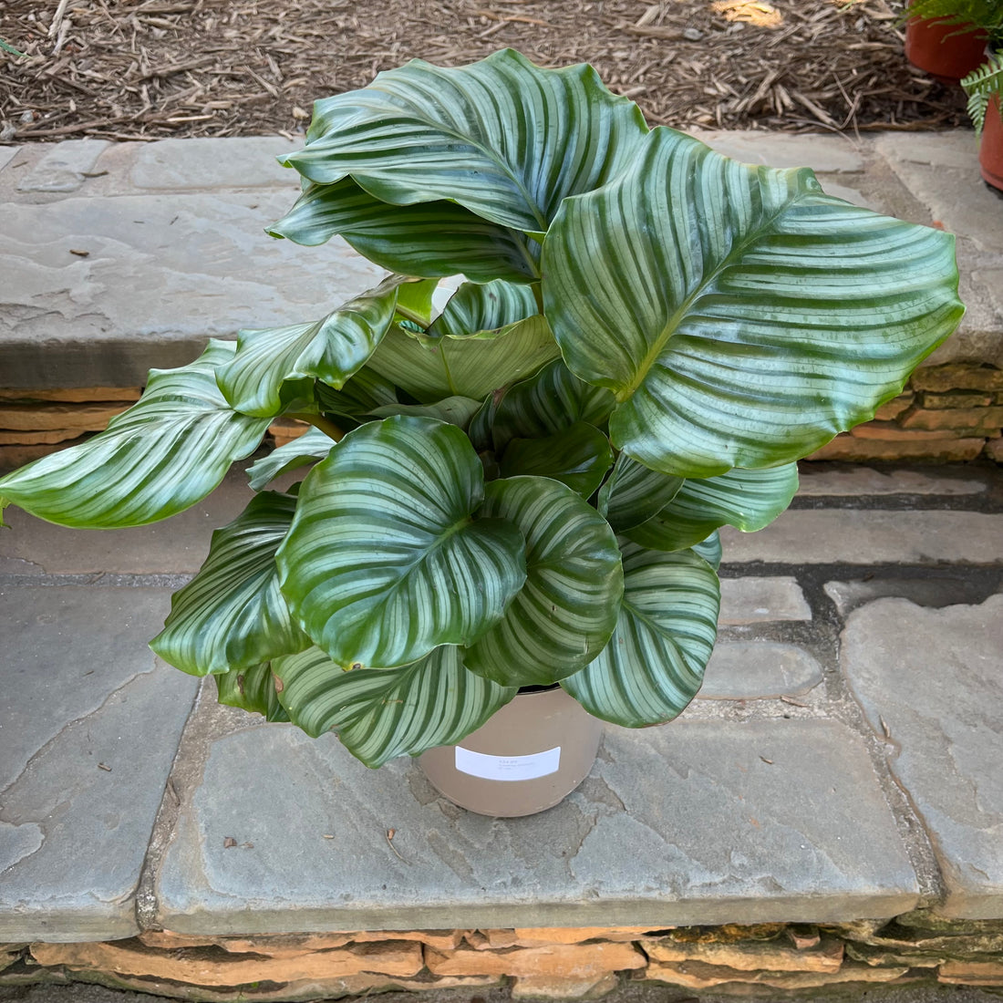 Calathea Orbifolia