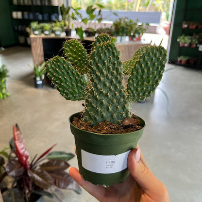 Cactus