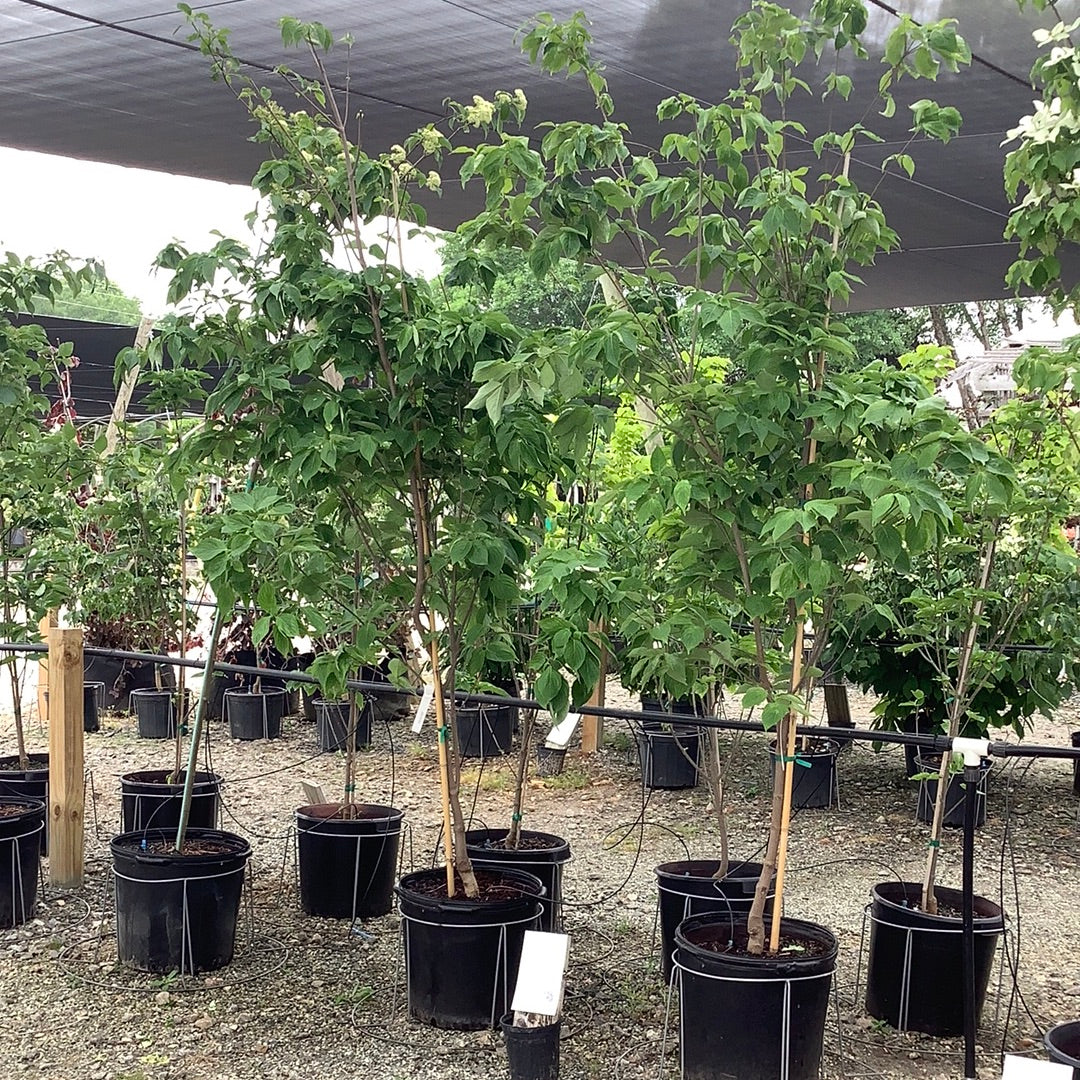 Constellation Dogwood