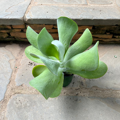 Flapjack Kalanchoe