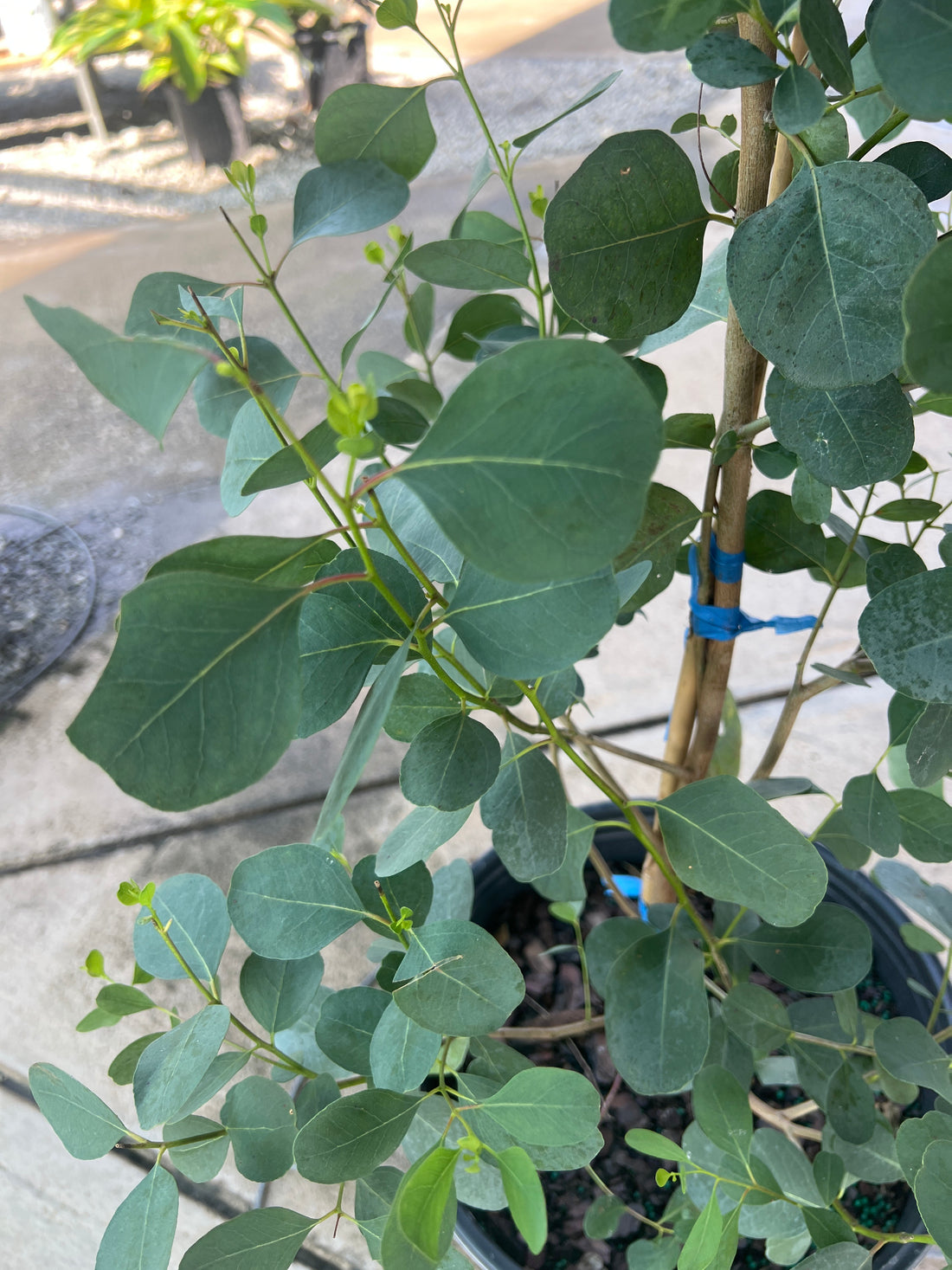 Lucky Country Eucalyptus 5 Gal