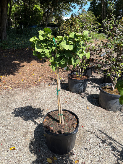 Troll Ginkgo