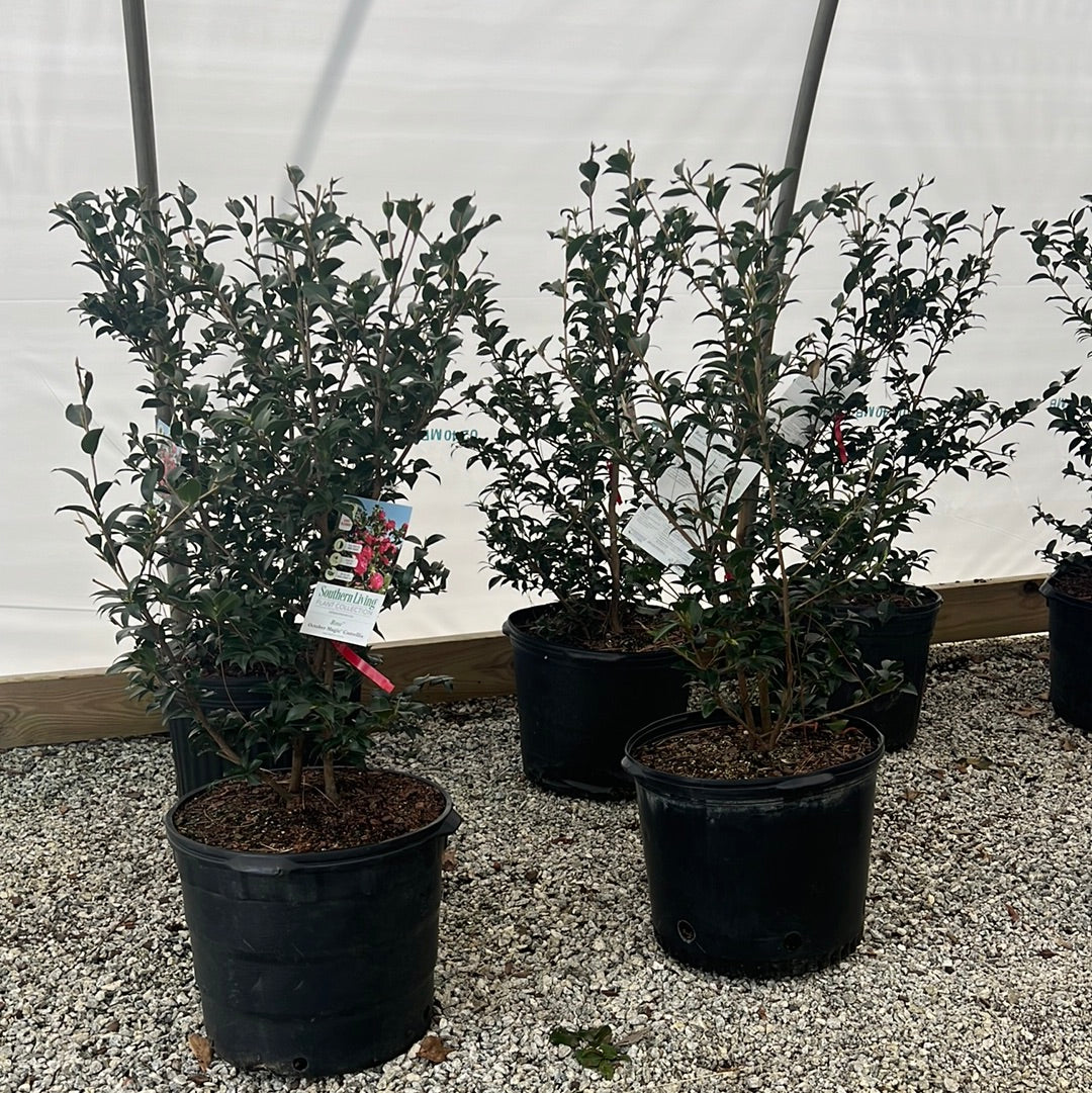 October Magic Rose Sasanqua