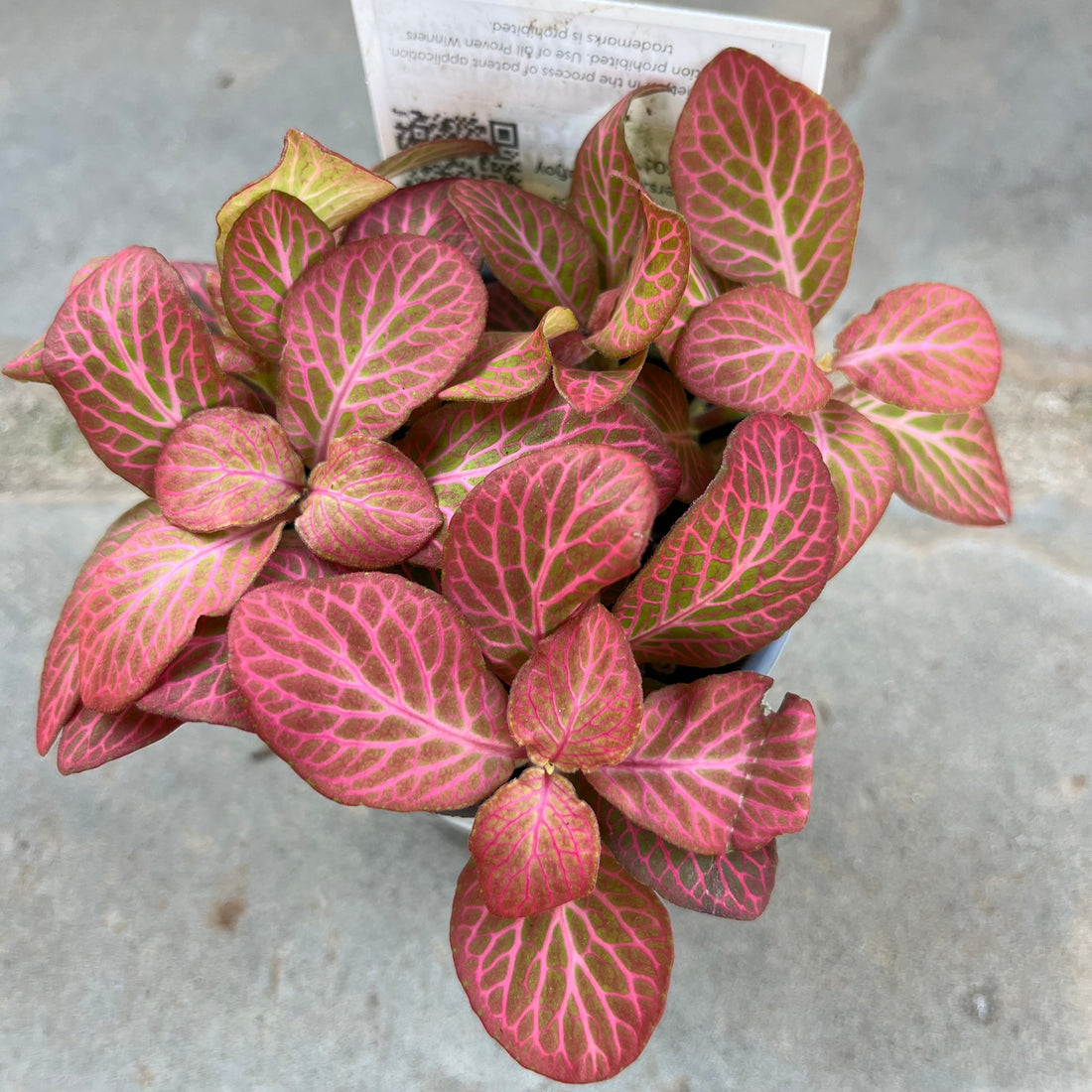 Dispatch Fittonia