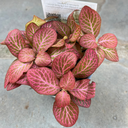 Dispatch Fittonia