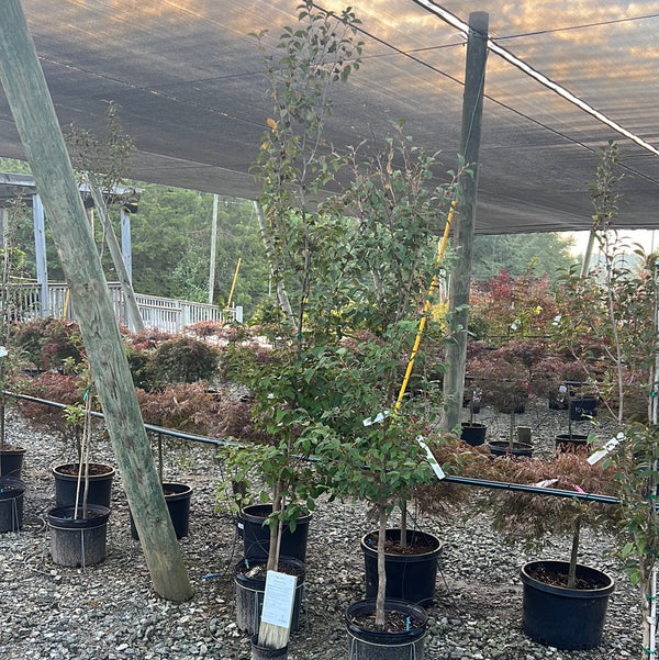 Japanese Stewartia 7 Gal