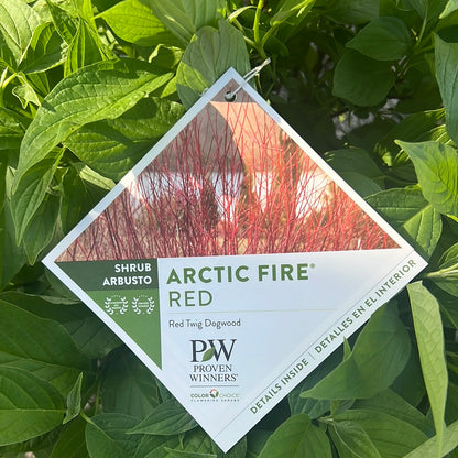 Arctic Fire Red Twig Dogwood 3 Gal