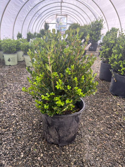 Green Beauty Boxwood