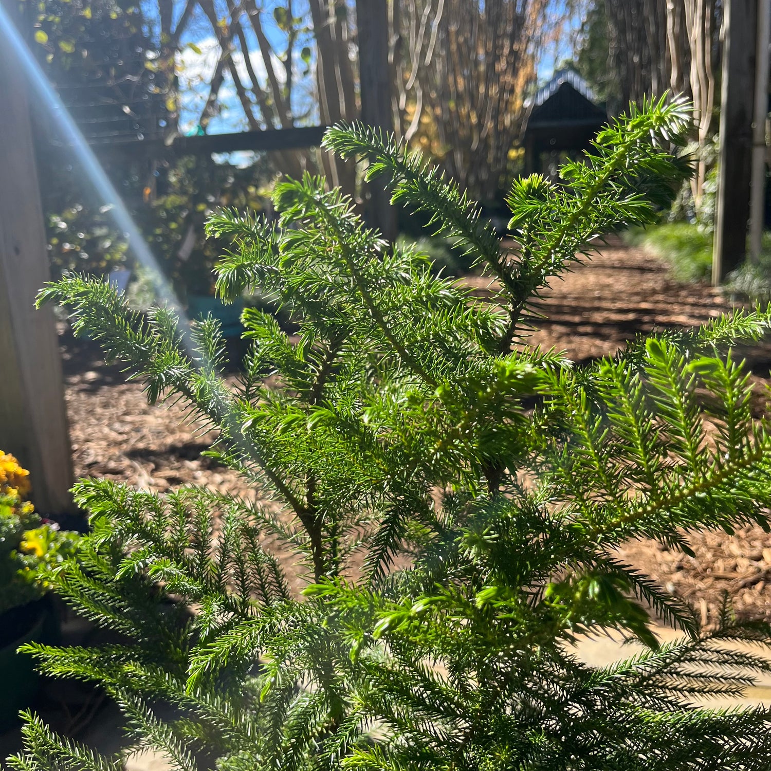 Norfolk Island Pine