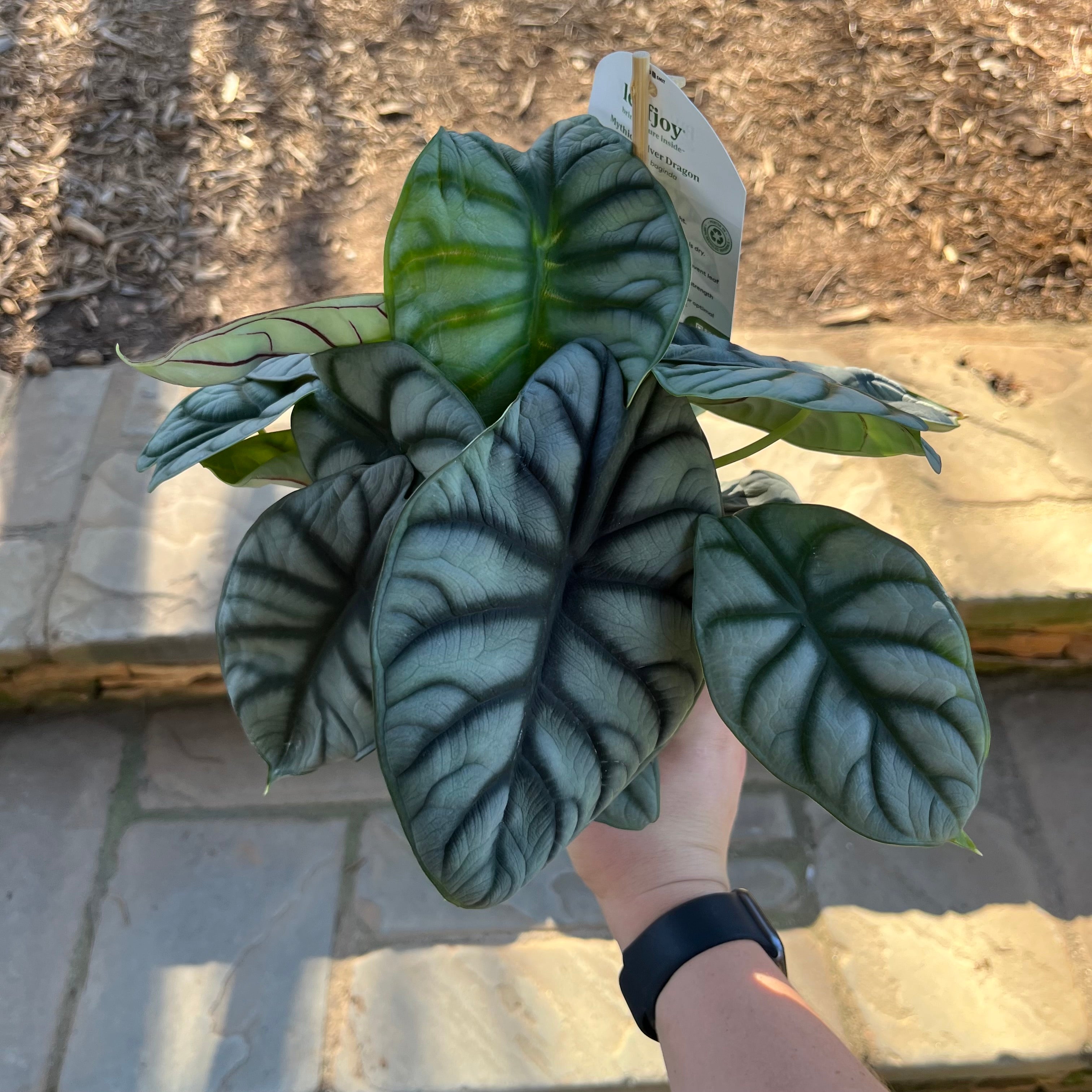 Silver Dragon Alocasia