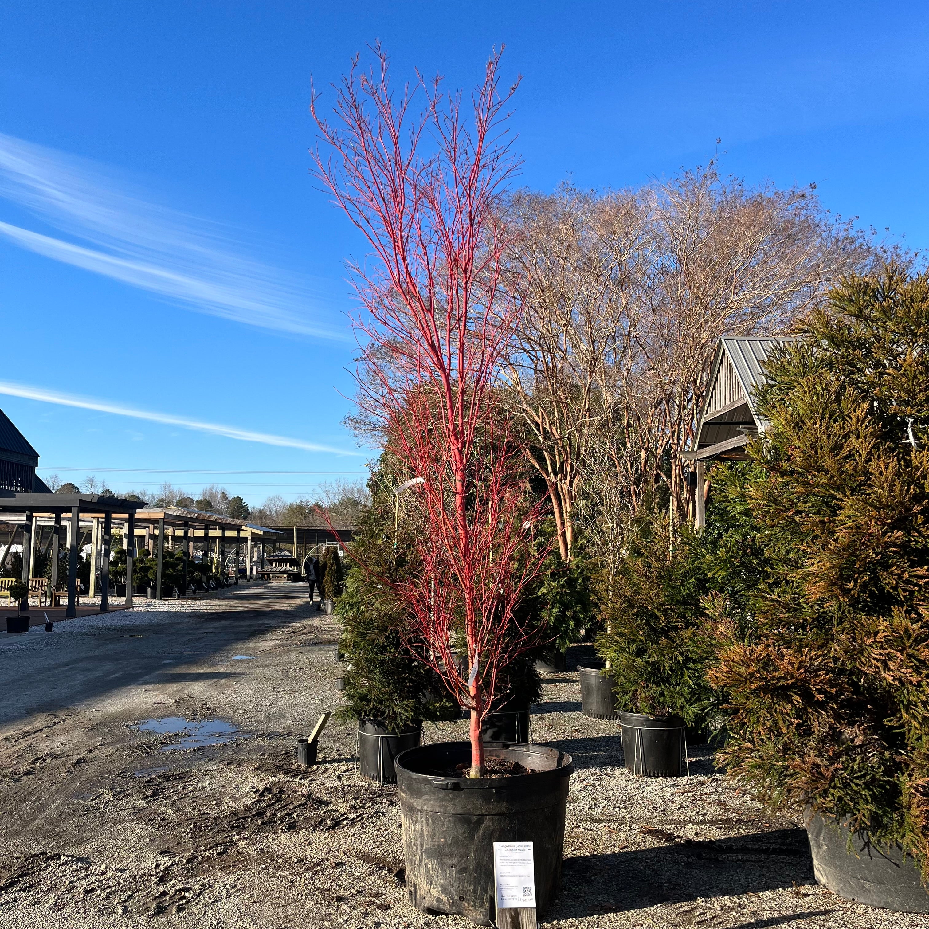 Coral Bark Japanese Maple