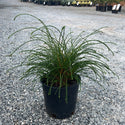 Whipcord Arborvitae 2 Gal