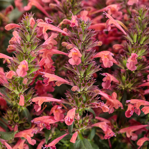 Hummingbird Mint