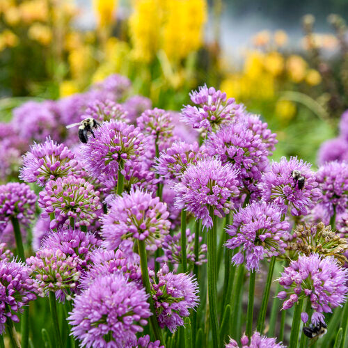 Ornamental Onion