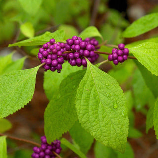 American Beautyberry 3 Gal