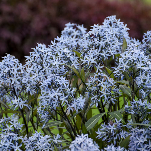 Blue Star