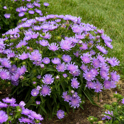 Aster