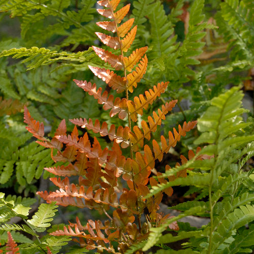 Ferns