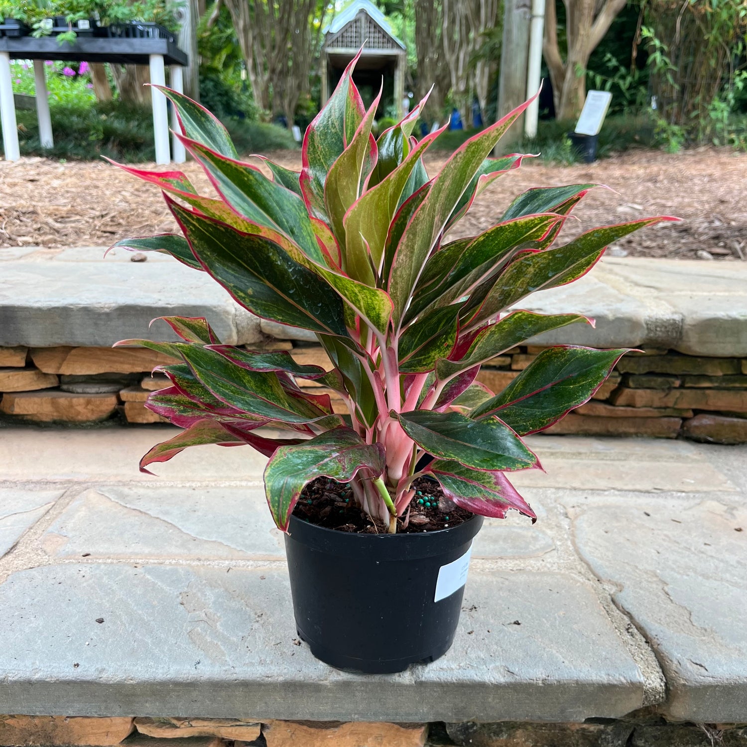 Red Siam Aglaonema