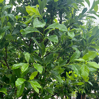 Green Gable Blackgum