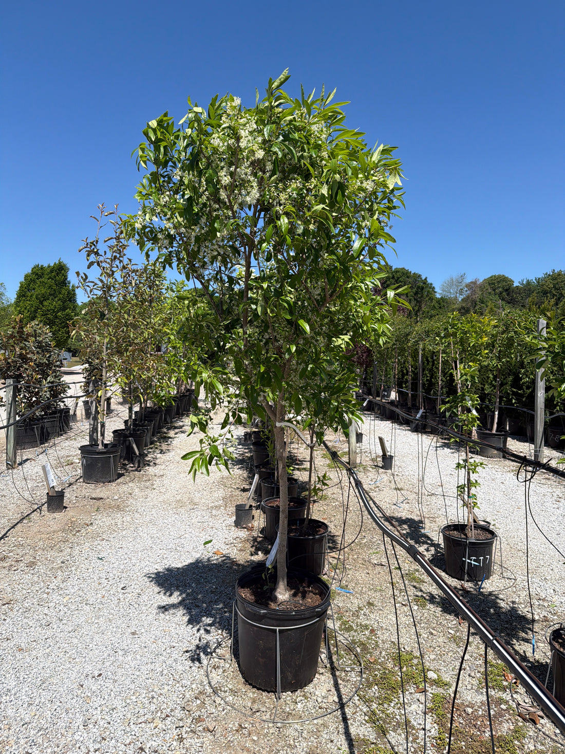 Pygmy Fringetree
