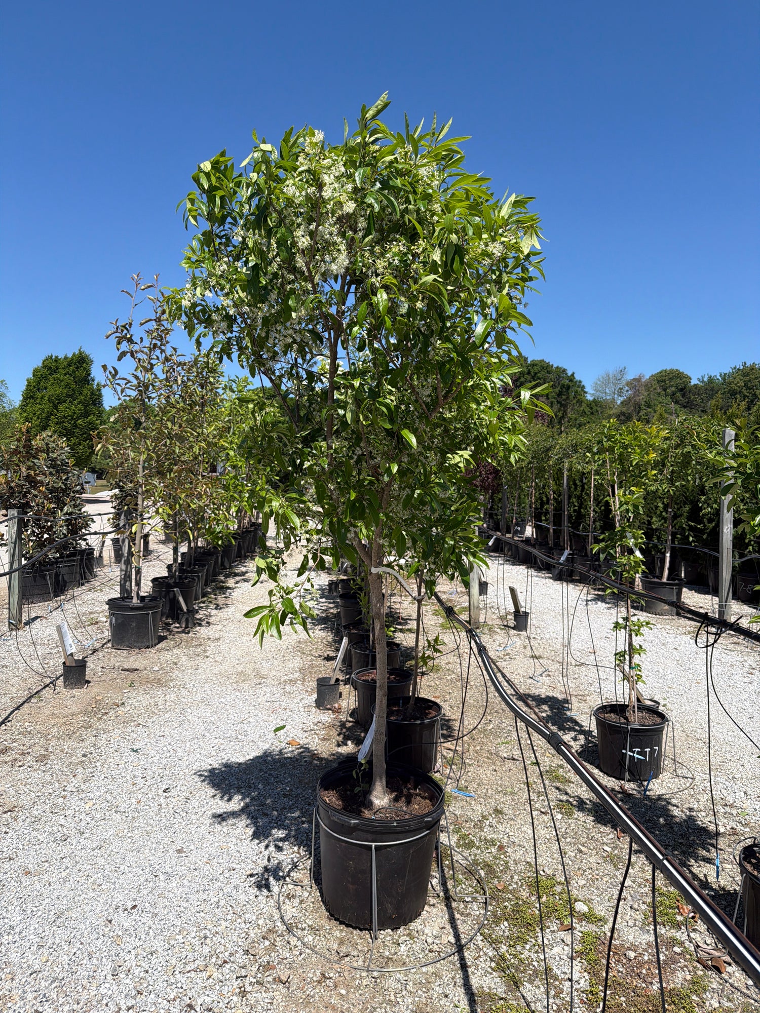 Pygmy Fringetree