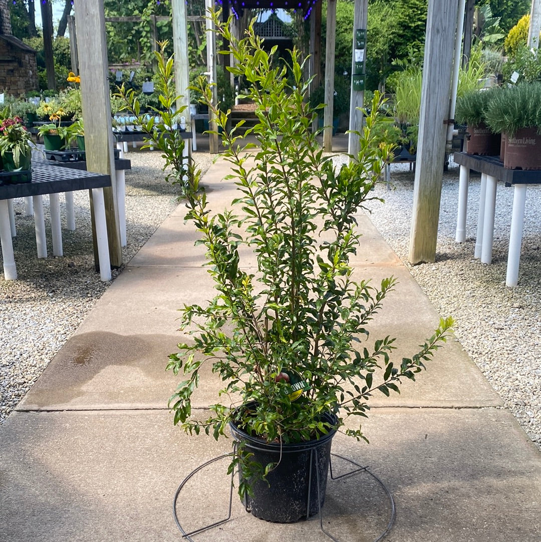 Pomegranate Wonderful 3 Gal