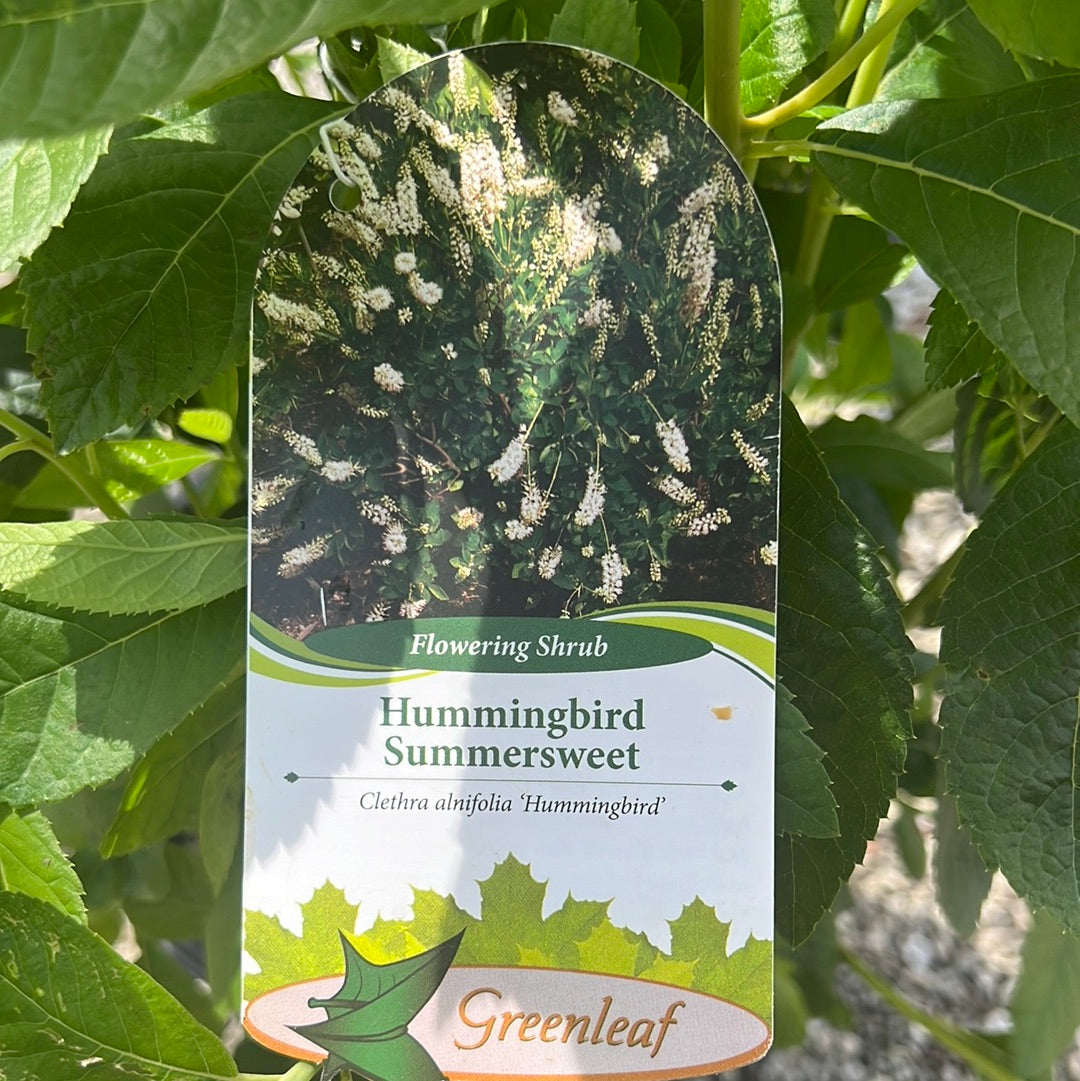 Hummingbird Clethra 3 Gal