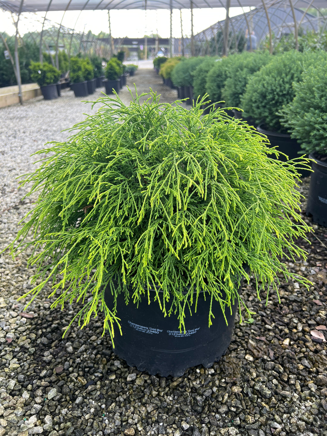 Gold Mop Cypress 3 Gal