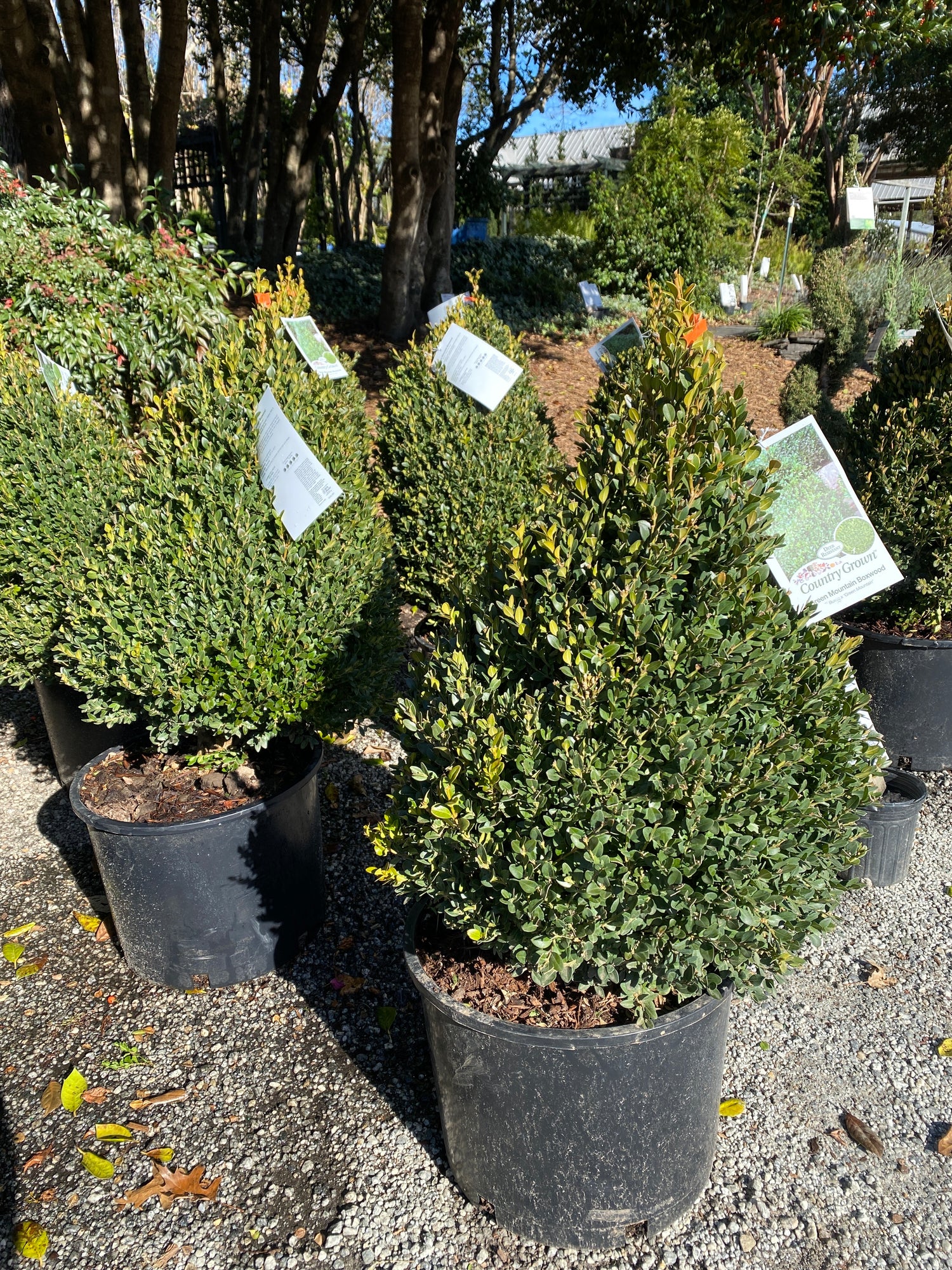 Green Mountain Boxwood