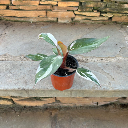 pink princess philodendron toxic to dogs Pink Princess Philodendron – Lichtenfelt's