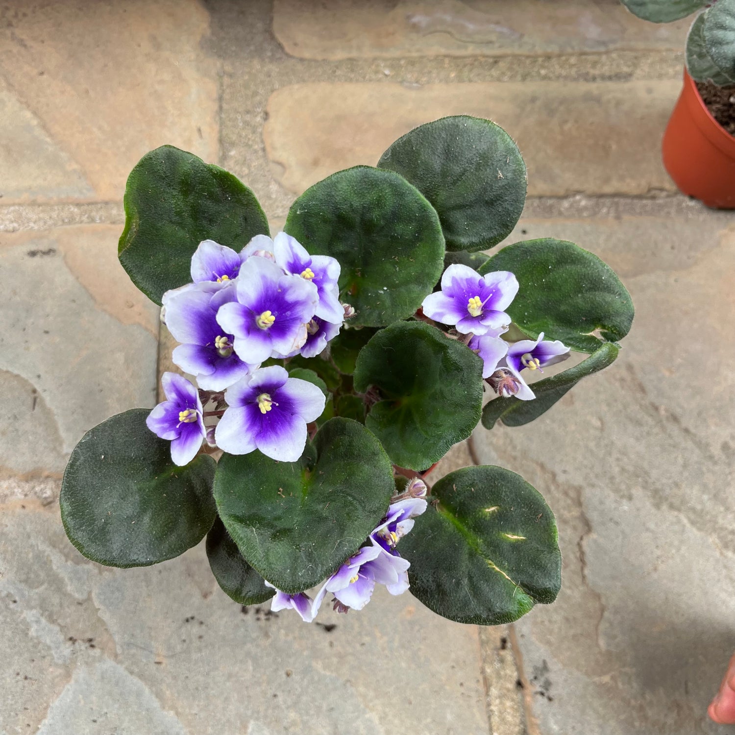 African Violet