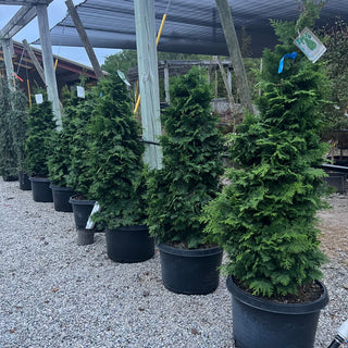 Kosteri Hinoki Cypress 15 Gal