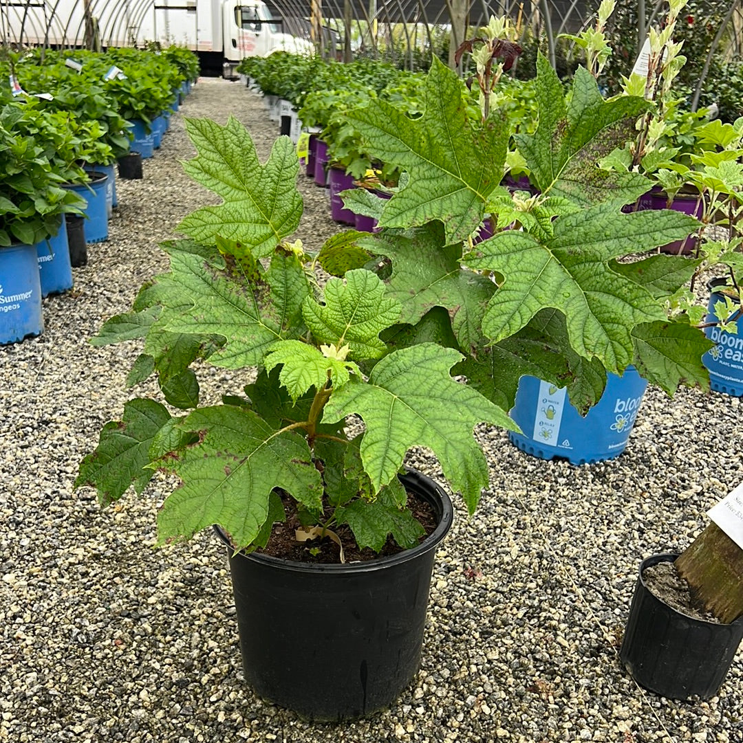 Snow Queen Oakleaf Hydrangea 3 Gal