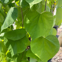 Golden Falls Weeping Redbud 15 Gal