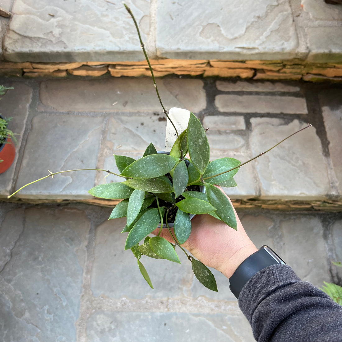 Hoya Gracilis