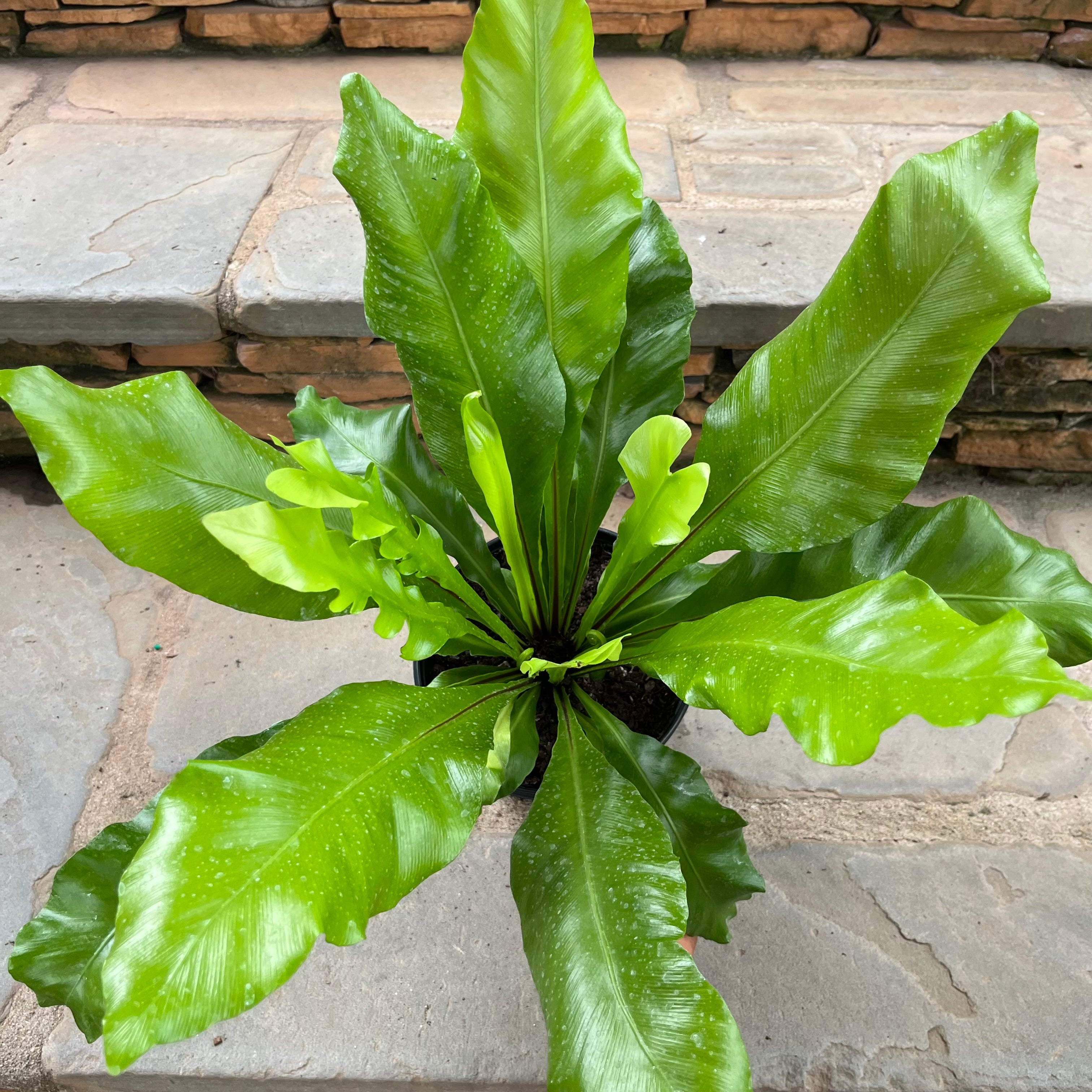 Bird’s Nest Fern Nidus