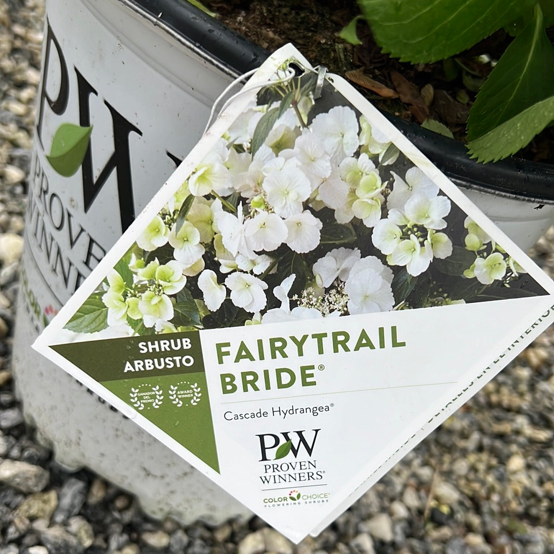 Fairy Trail Bride Hydrangea 2&3 Gal