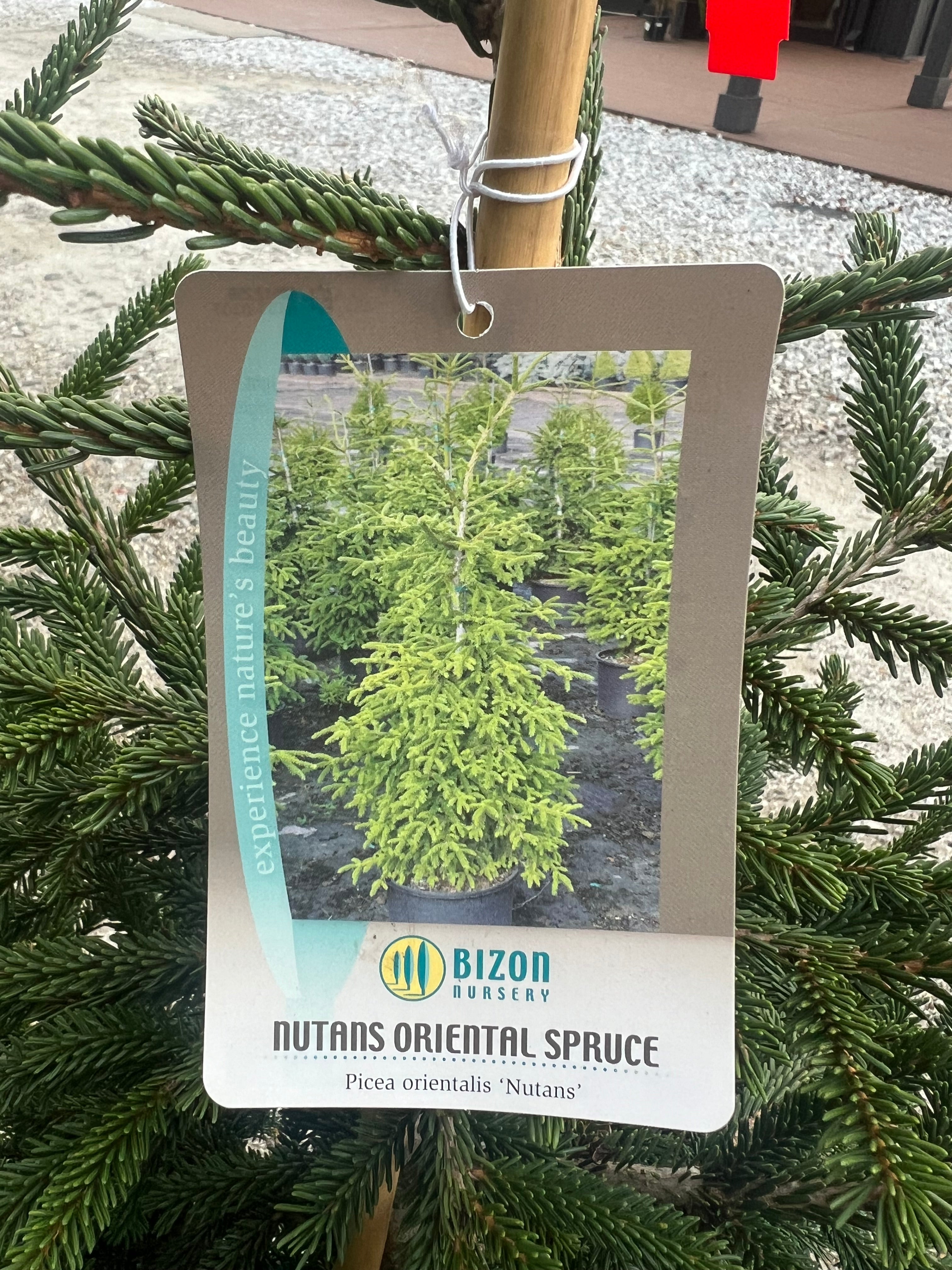 Nutans Oriental Spruce