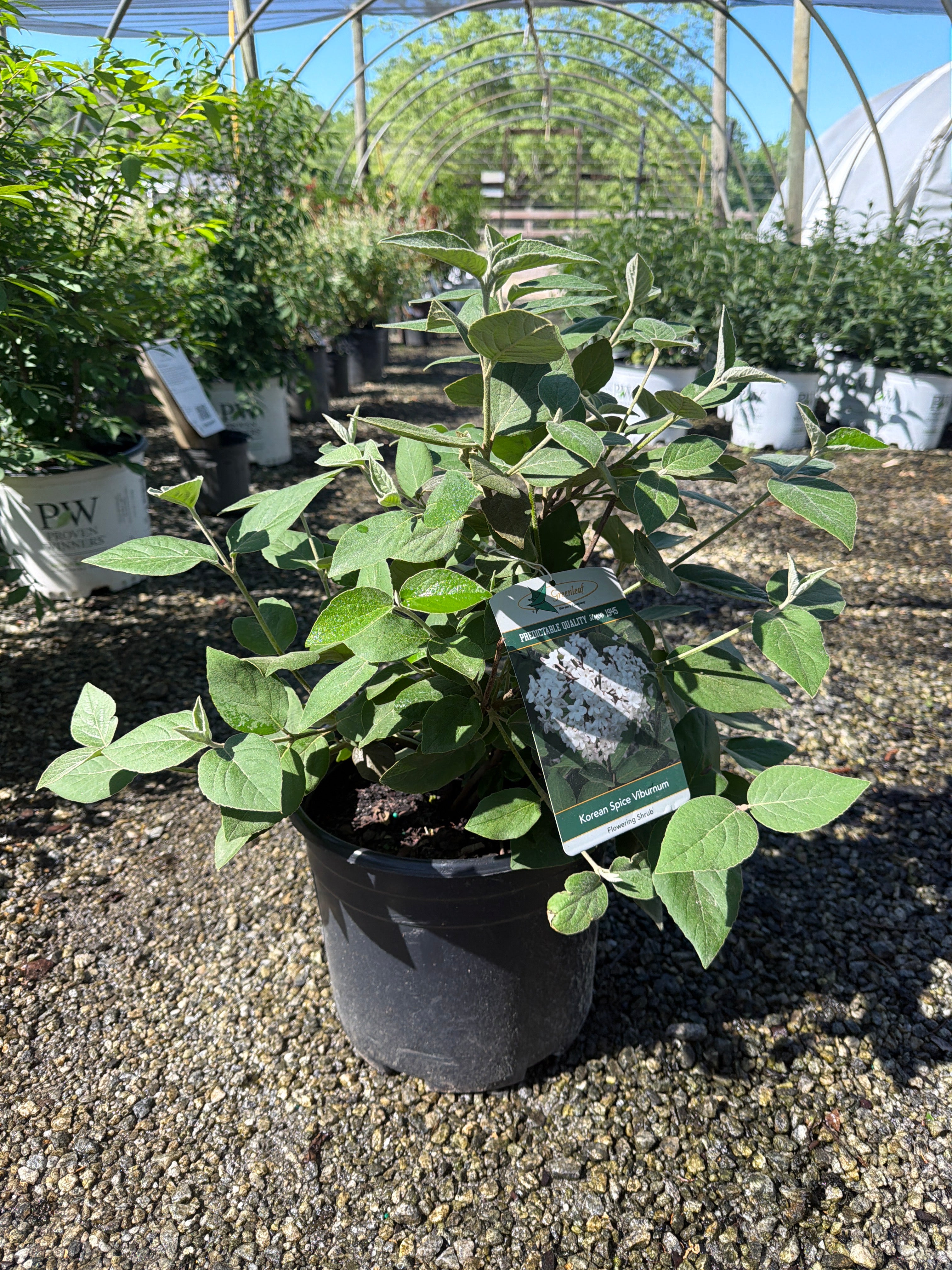 Korean Spice Viburnum