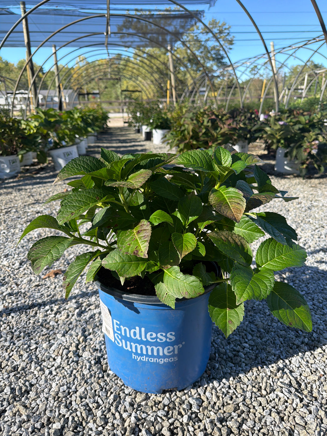 Summer Crush Hydrangea