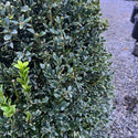Green Velvet Boxwood